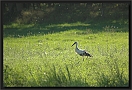 ooievaar DSC_0145-01